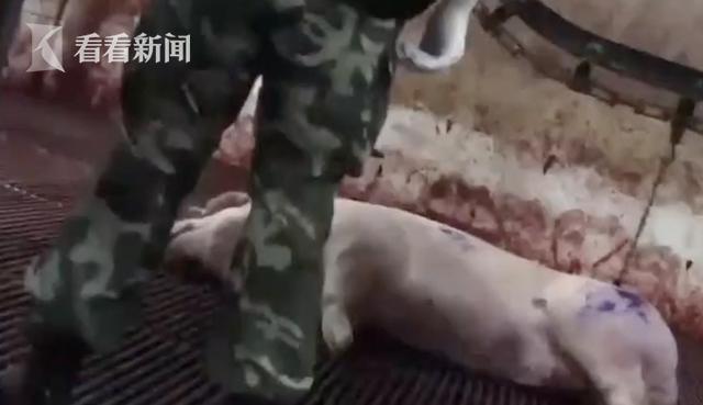 记者暗访肉联厂:每日 " 洗白 " 数千斤病死猪(图)