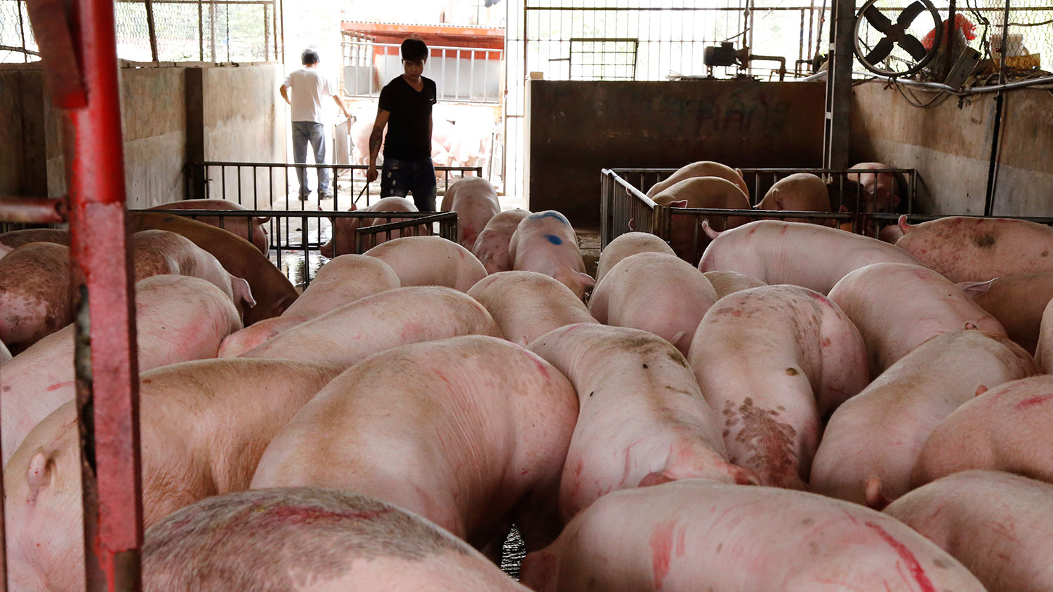 報道稱「炒豬團」為了低價購得豬肉，他們千方百計製造疫情、散播疫情謠言。（資料圖/美聯社）
