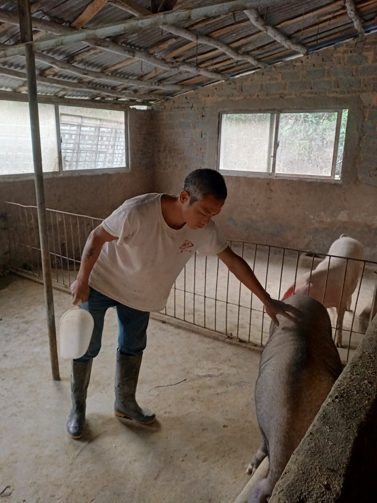 36歲的陳誌祥（音）是五龍橋村為數不多沒有損失的養豬戶之一。