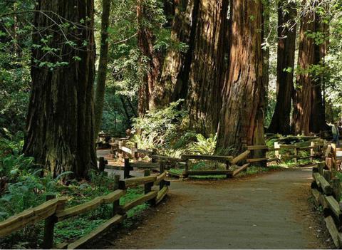 Man-killed-by-falling-Redwood-in-California-national-park_meitu_1.jpg