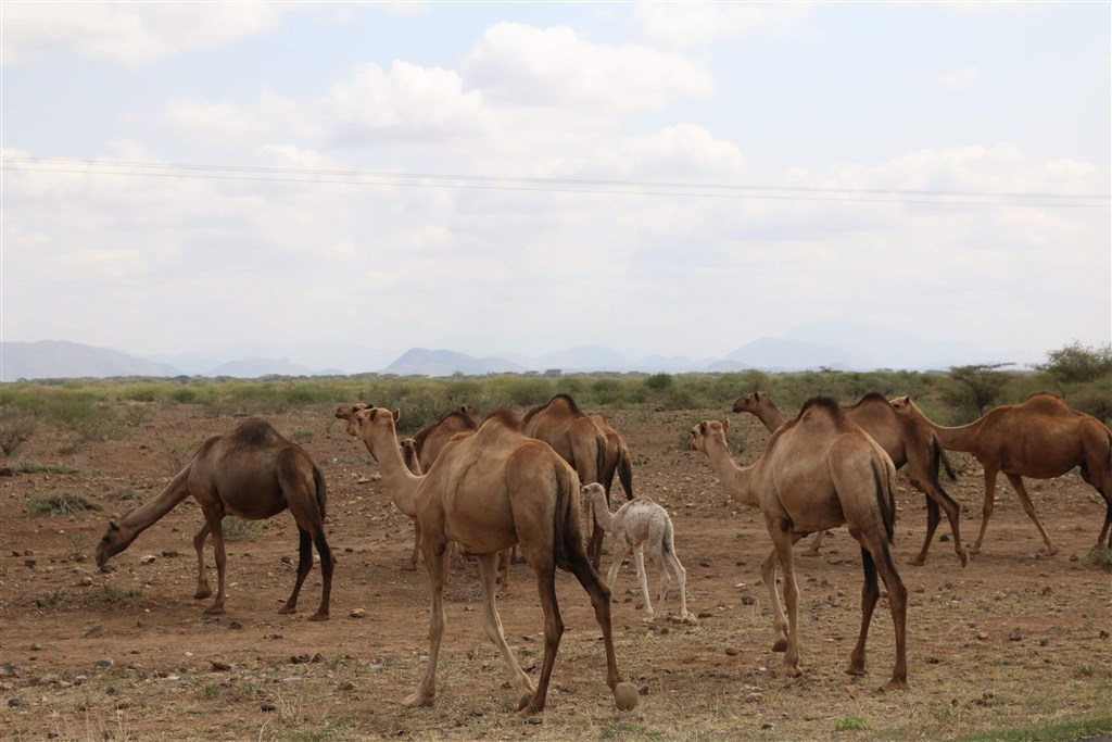 澳洲有大批野生駱駝在偏郊城鎮尋找水源，威脅到原住民聚落。澳洲政府以直升機載運槍手射殺超過5000頭駱駝。（示意圖／圖取自Unsplash圖庫）