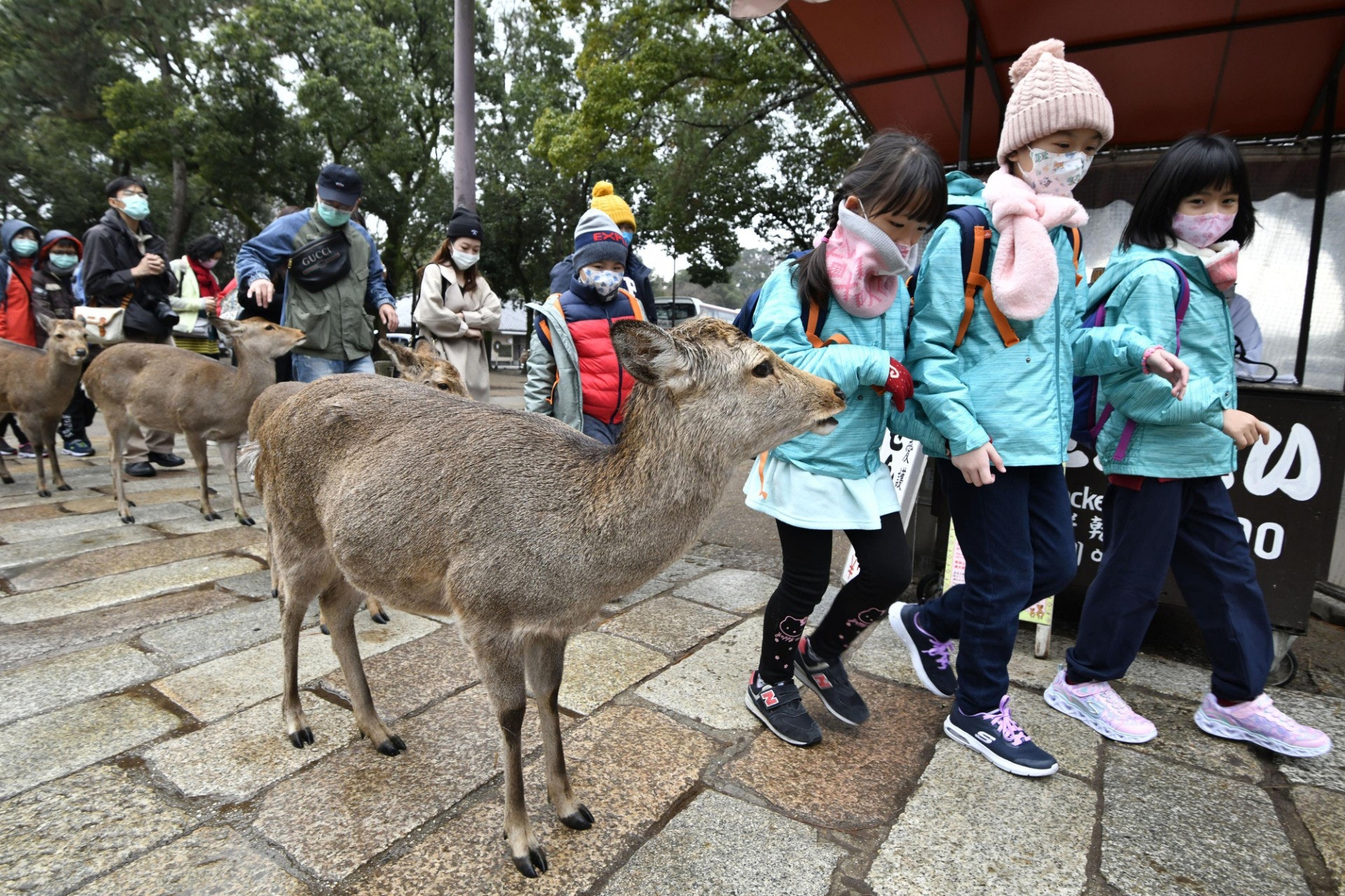 2020年1月29日，遊客到訪日本奈良公園。（Nobuki Ito/ 共同社 via 美聯社）