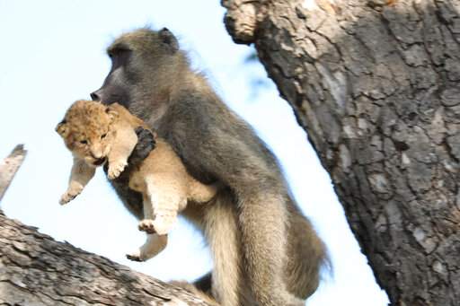 狮子王经典场面现实中重现：一只狒狒举起小狮子(图/视)