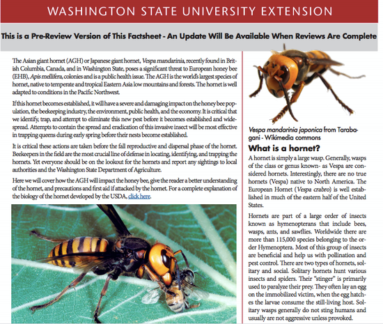  華盛頓州立大學網站上關於大虎頭蜂的信息。