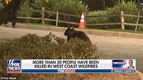 美国女记者正直播 一只熊飞奔而来 结局出人意料！