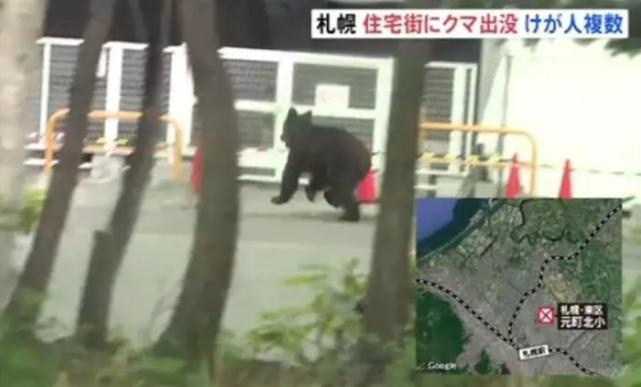有点蠢萌？一头熊冲进日本自卫队驻地袭击自卫队员……