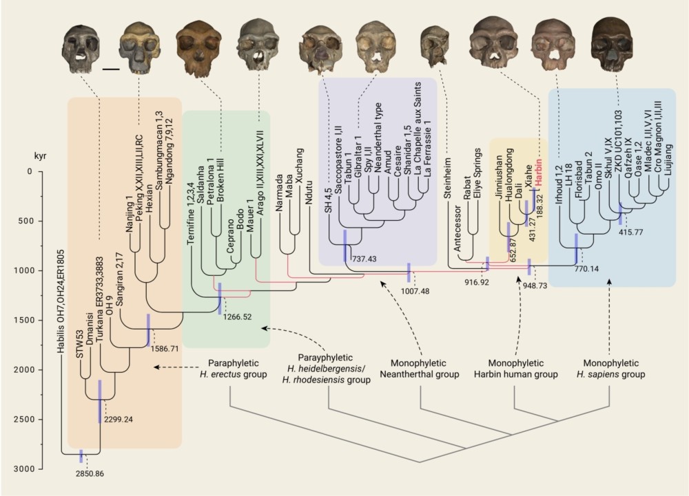 科学家在东北发现14.6万年前新人种：命名为龙人