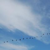 飞翔在安大略湖的大雁