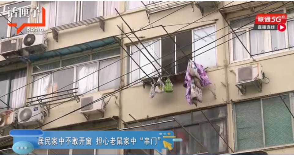 上海居民家中竟散养百余老鼠 邻居们崩溃了