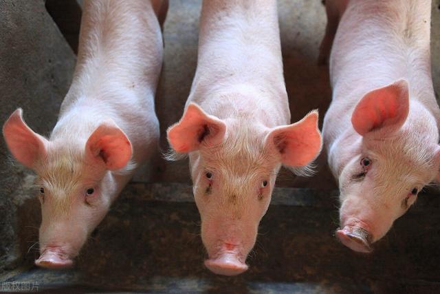 猪肉上涨85.7%仅是开始，近期报道称粮食应当节约，杜绝浪费资源