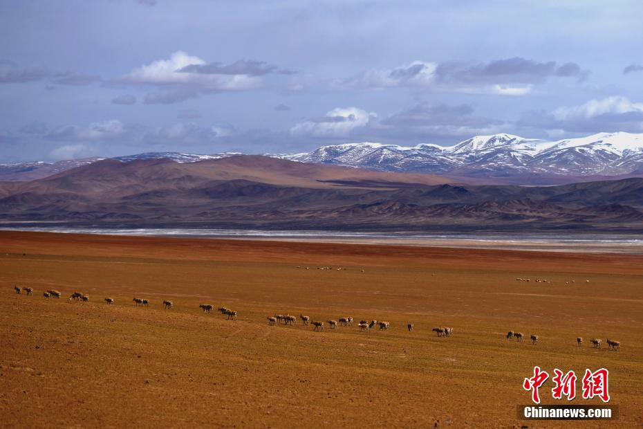 壮观！西藏藏羚羊大规模进入“迁徙季”