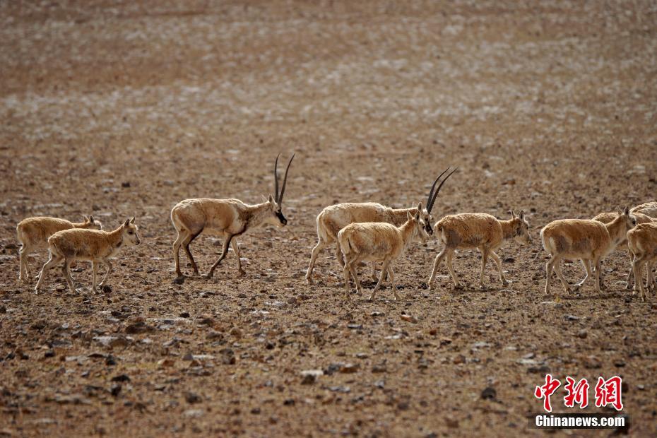 壮观！西藏藏羚羊大规模进入“迁徙季”