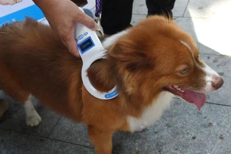 这个市要为所有狗狗注射芯片 到底有什么用？