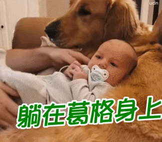 宝宝只让金毛抱，爸爸一抱就哭，网友：狗亲生的