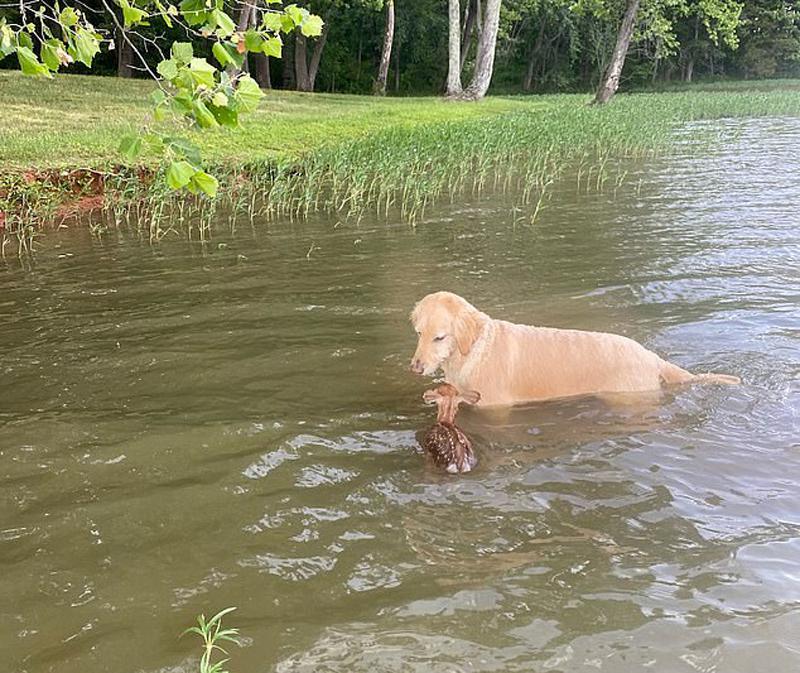 金毛犬在湖中救了溺水小鹿 第二天小鹿来找“救命恩人”