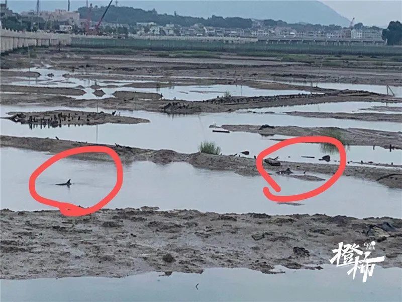 6天16头鲸鱼搁浅之谜：为何去浙江？