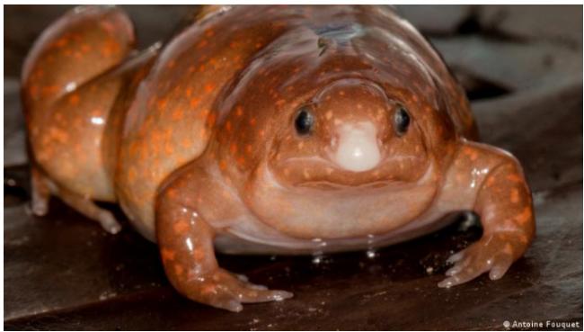 “僵尸蛙”——科学家在亚马逊发现的新物种
