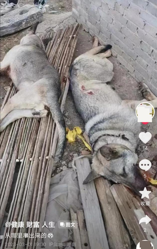 农户家中数十只羊被“狼青”犬咬死，警方：已击毙两只