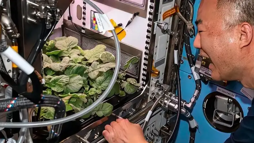 宇航员种植的太空蔬菜