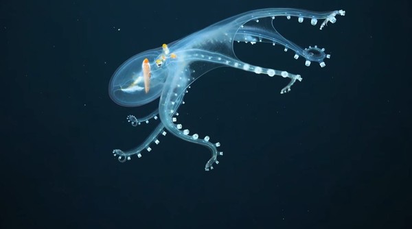 如”移动星空”！罕见”透明章鱼”现迹 网惊：最美生物