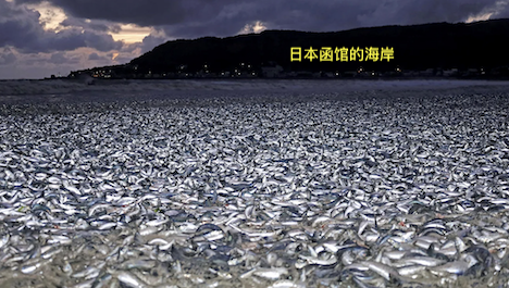 日本海岸死鱼事件频发